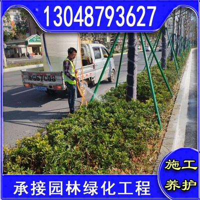 本地草皮種植基地園林小區用四季常青草坪工程綠化