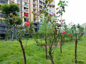 2017.10.18大悟新天地家書(shū)