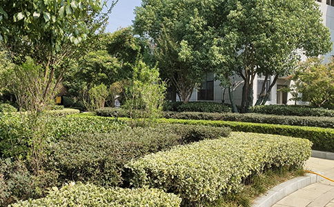 綠化養護找哪家 售后無憂