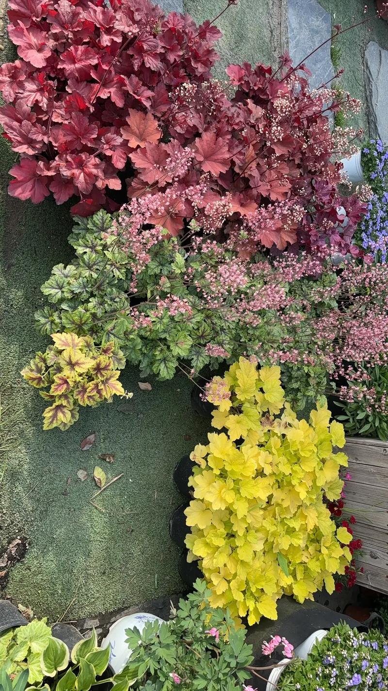 園林綠化工程苗木人 #全網(wǎng)搜索苗木有緣人 廠房綠化設(shè)計施工