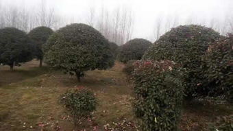 遼寧石榴樹(shù) 郯城縣澤誠(chéng)苗木種植 石榴樹(shù)多少錢(qián)