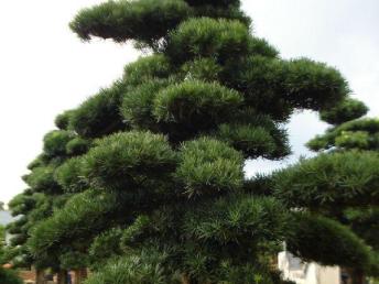 圖園林綠化 打造理想庭院景觀的設計、施工與養(yǎng)護